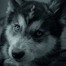 Shasta de bebé  . Fotografie, Fotografie portret, Fotografii de stil de viață, Instagram Fotografie și Fotografie documentară de Ivette Valencia Franco - 11.05.2025