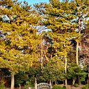 Golden Hour . Komposisi Fotografi, Fotografi, Dan Fotografi Digital proyek oleh Daniel Ponce - 11.07.2025