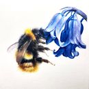 Watercolour bee with a bluebell . Watercolor Painting project by Sarah Stokes - 11.10.2025