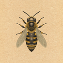 L’abeille Ein Projekt aus dem Bereich Realistische Zeichnung, Traditionelle Illustration, Botanische Illustration und Naturalistische Illustration von julienaltana - 12.11.2025