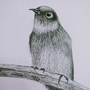 Graphite study Ein Projekt aus dem Bereich Zeichnung, Bildende Künste, Naturalistische Illustration, Bleistiftzeichnung und Realistische Zeichnung von jmackenzienorthmountain - 14.11.2025