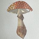 Mushroom . Projekt z dziedziny Trad, c, jna ilustracja, Ilustracja naturalist, czna i Malowanie akwarelą użytkownika Joha Pereyra - 15.11.2025