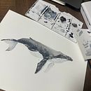 Ballena Jorobada . Projekt z dziedziny Ilustracja naturalist, czna,  Malarstwo, Malowanie akwarelą i  Sztuki piękne użytkownika Joha Pereyra - 15.11.2025