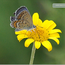 A Webpage for a Natural Science Teacher to Showcase Her Resources. Een project van Digitaal productontwerp, Portfoliobeheer y Webdesign van Aija Medne - 17.11.2025