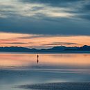 Humpback Whale Watercolour Final Project. Un projet de Illustration naturaliste, Peinture, Aquarelle , et Beaux Arts de jennifer_baron - 18.11.2025