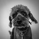 Mi dulce Milo ✨️ . Fotografie, Fotografie de studio, Fotografie portret, Fotografii de stil de viață, Fotografie documentară și Fotografie de interior de Paula sofia Ocampo - 11.18.2025