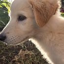 Días con Lilo Lace. Projekt z dziedziny Fotografia, Fotografia c, frowa i Fotografowanie smartfonem użytkownika nathan_gabo_vazquez - 01.12.2025