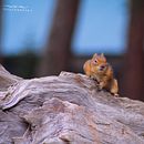 Luz, cámara y naturaleza . % walteremurillo0213 tarafından hazırlanan Fotoğrafik Kompozis, on, Fotoğrafçılık, Ve Dijital Fotoğrafçılık projesi - 12.03.2025