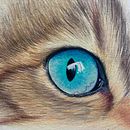 SIMPLE COLLAGE. Un projet de Collage et Illustration numérique de Antonio CGP - 05.12.2025