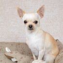 Los perros sueltos del vecindario . Consultanță creativă, Cop, writing, Creativitate, Stor, telling și Publicitate de sebastianfigueroa1232 - 12.11.2025