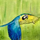 Flying parrot. Traditional illustration, Naturalistic Illustration, and Watercolor Painting project by Didier Van Impe - 12.23.2025