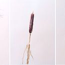 Plants by the river. Un projet de Dessin, Illustration naturaliste, Esquisse , Dessin au cra , et on de helen_ilus - 03.01.2026