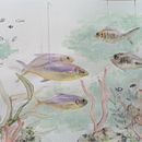 Final project for Marine universe illustration in Watercolor. Un progetto di Illustrazione tradizionale, Illustrazione naturalistica, Pittura e Pittura ad acquerello di marieke_3 - 04.01.2026