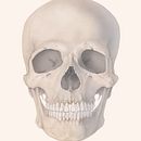 Human Skull - Final Project "Intro to Anatomy Drawing with Graphite Pencil". Traditional illustration, Drawing, Pencil Drawing, Sketching, Naturalistic Illustration, and Realistic Drawing project by Ella Nitters - 01.04.2026