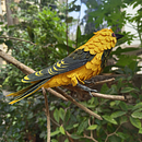 Indian Oriole. Un proyecto de Artesanía, Diseño, Escultura y Papercraft de pranabpkumar - 08.01.2026
