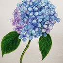 Hortencias com hachuras. Een project van  Botanische illustratie,  Beeldende kunst, Schilderij y Aquarelschilderen van Vera Elenita Medeiros - 08.01.2026