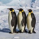 Prueba 1. Projekt z dziedziny Narracja użytkownika alejandraperezvera - 12.01.2026