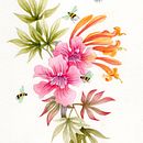 Hojas de acer y flores de bignonia . % Blanca Herrera tarafından hazırlanan Sulubo, a Resim, Botanik İllüstras, on, Ve Renkli Kalem Çizimi projesi - 01.16.2026