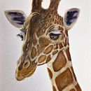Dreamy Giraffe. Fine Arts, Naturalistic Illustration, Painting, and Watercolor Painting project by Luis Ortuño Molina - 01.17.2026