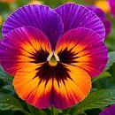 FInal Project Ein Projekt aus dem Bereich Grafikdesign, Digitale Illustration, Textildesign und Bildende Künste von vibergmarie - 18.01.2026