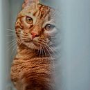 EL TIGRE DEL AMOR . Fotografia, Fotografia de estúdio, Fotografia de retrato, Fotografia Lifest, le, Fotografia documental, e Fotografia de interiores projeto de Virginia Lara - 19.01.2026