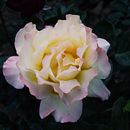 LLUVIA , FLORES , CALLES E HISTORIAS.. Fotografia, e Fotografia digital projeto de Virginia Lara - 21.01.2026