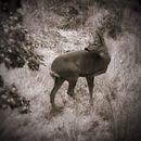 Miradas de fauna y flora. Digital Photograph, Fine-Art Photograph, Photographic Composition, and Photograph project by djimcot - 01.23.2026