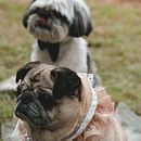 Lifestyle Perritos . Un projet de Photographie, Photographie de portrait, Photographie lifest, le, Photographie pour Instagram, Photographie documentaire , et Photographie artistique de karinafernandezmorales2 - 27.01.2026