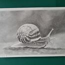 Little snail. Een project van  Tekening, Traditionele illustratie, Naturalistische illustratie y Tekening met potlood van Saskia Lensink - 31.01.2026