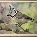 Mésange huppée à l'aquarelle. Watercolor Painting, and Naturalistic Illustration project by p_m_guinchard - 01.31.2026