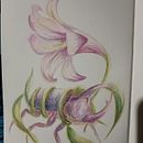 Desafio natural Ein Projekt aus dem Bereich Zeichnung, Bleistiftzeichnung, Artistische Zeichnung, Traditionelle Illustration, Naturalistische Illustration und Zeichnen mit Buntstiften von Valentina Gomez - 06.02.2026