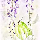 Follow Me Live on Saatchi Art  . % Zuzana Zachová tarafından hazırlanan Tablo, Sulubo, a Resim, Yağlıbo, a Resim, Mürekkep İllüstras, onu, Botanik İllüstras, on, Çiçek ve Bitki Tasarımı, Ve Çizim projesi - 02.11.2026