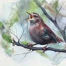 Jenny Wren . Un projet de Aquarelle, Dessin artistique , et Peinture de Sarah Stokes - 19.02.2026