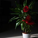 Tierraypanela – La vita tra le ombre . % juangarridoh tarafından hazırlanan Fotoğrafik Kompozis, on, Fotoğrafçılık, Ve Dijital Fotoğrafçılık projesi - 02.21.2026