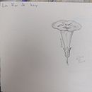 Mi diario ilustratado  . Seni Rupa, Membuat sketsa, Kreativitas, Menggambar, Buku sketsa, Dan Perhatian proyek oleh Diana Parra - 02.25.2026