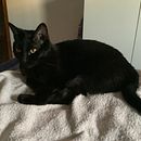 Mi Tarot . Een project van Kunstmatige Intelligentie,  Concept art,  Creativiteit, Digitale illustratie, Grafisch ontwerp, AI Inhoud Creatie, AI Ontwerp y  Digitaal schilderij van samanta_saitta - 27.02.2026