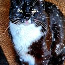 Frankendoudou. Un projet de Écriture créative de Sév Ice - 05.03.2026