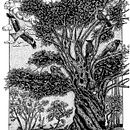 viel arbre à l'encre de chine. Un progetto di Illustrazione con inchiostro e Illustrazione naturalistica di p_m_guinchard - 14.03.2026