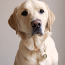 Bobby's Portrait. Un progetto di Fotografia, Fotografia in studio, Fotografia di ritratto, Fotografia lifest, le, Fotografia documentaria e Fotografia di interni di Tessa Harkema - 19.03.2026