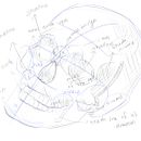 skull anatomy and persepctive . Desen, Figura Desen, Desen în creion, Desen realist și Arte plastice de MiamMiam Wang - 03.22.2026