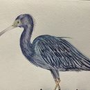 Garza Azul  . Lukisan Cat Air proyek oleh Laura Alvarez - 04.04.2026