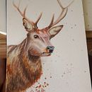 Exercises. Realistic Drawing, Traditional illustration, Naturalistic Illustration, and Watercolor Painting project by Kriséven Campana - 04.05.2026