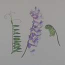Hairy Vetch. Un progetto di Disegno di Nichole Powers - 15.04.2026