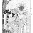 Sunflower Volunteer . Ilustrasi Tinta & Ilustrasi tradisional proyek oleh Suzi Wilson - 04.19.2026
