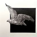 Der König der Lüfte . Un proyecto de Dibujo, Ilustración con tinta, Ilustración naturalista				 y Bocetado de Katja Bader - 20.04.2026