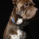 Capturando la esencia de Tara. Un progetto di Fotografia, Fotografia in studio, Fotografia di ritratto, Fotografia lifest, le, Fotografia documentaria e Fotografia di interni di angiedorado01 - 27.04.2026