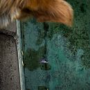 Paseando a Nina . Fotografie digitală, Fotografii de stil de viață, Fotografie în aer liber, Fotografie, Fotografie portret și Autoportret fotografic de alj_deanda - 04.28.2026