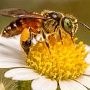 Natureza falsa. Photograph, Artificial Intelligence, Image Generation, AI Content Creation, Commercial Photograph, Digital Photograph, Photo, Video Editing with AI, Photograph, and Post-production project by Rafael Antônio Dias - 05.15.2026