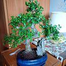 Chinese Elm - Bonsai. Un progetto di DIY e Design floreale e vegetale di Piotr - 18.05.2026