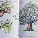 Quercus. Botanical Illustration, Drawing, Traditional illustration, Ink Illustration, Sketchbook, and Sketching project by Claudia Foroni - 05.24.2026